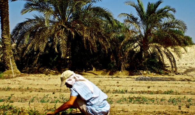 Million of Bahrain Land Palm Trees